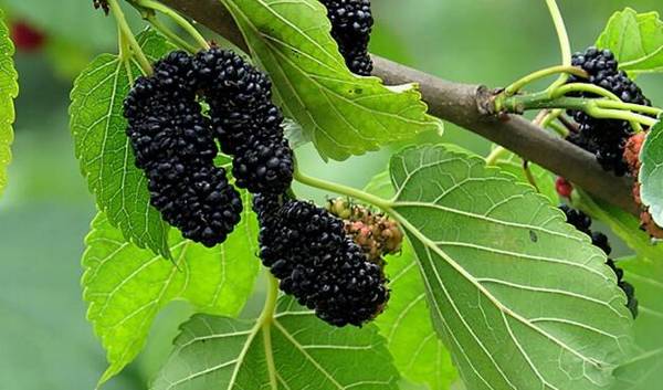 夏季桑葚种植的管理技术_瓜果种植