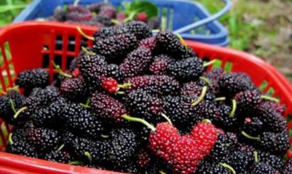 夏季桑葚种植的管理技术_瓜果种植