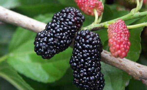 夏季桑葚种植的管理技术_瓜果种植