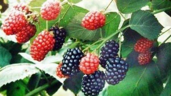 夏季桑葚种植的管理技术_瓜果种植