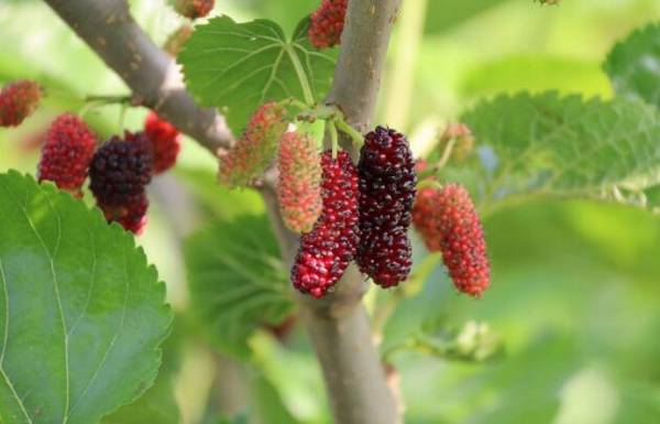 桑树病虫害的防治方法_瓜果种植