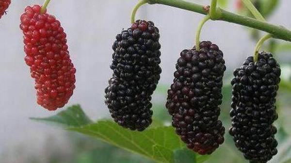 桑树病虫害的防治方法_瓜果种植