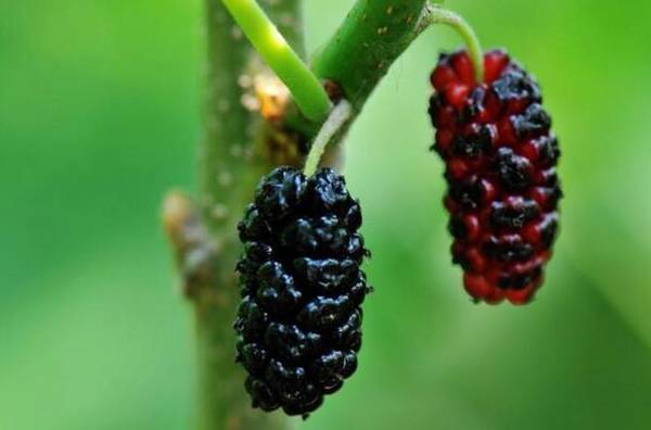 桑树病虫害的防治方法_瓜果种植