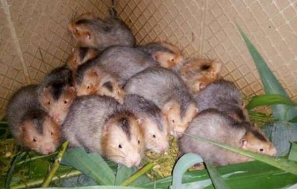 竹鼠群养的几点注意事项_竹鼠养殖