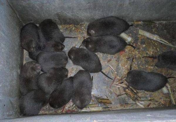 竹鼠胃肠炎的防治方法_竹鼠养殖