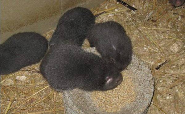 竹鼠胃肠炎的防治方法_竹鼠养殖