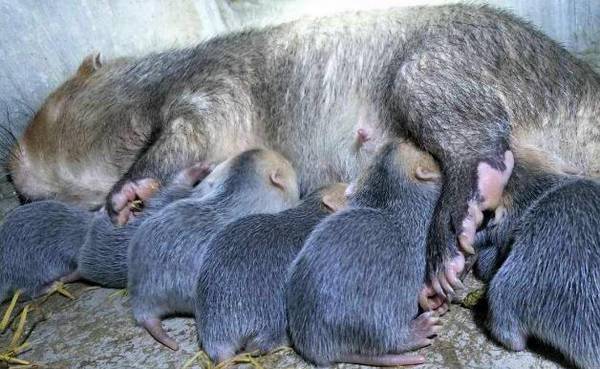 竹鼠产后脱宫的注意事项_竹鼠养殖