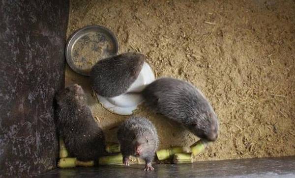 竹鼠产后脱宫的注意事项_竹鼠养殖