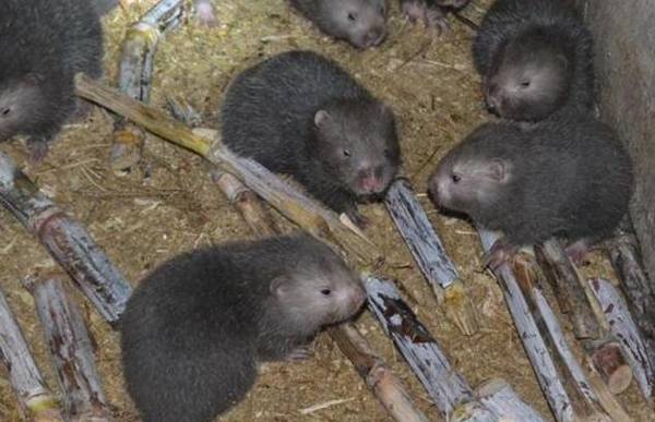 竹鼠中暑的防治方法_竹鼠养殖