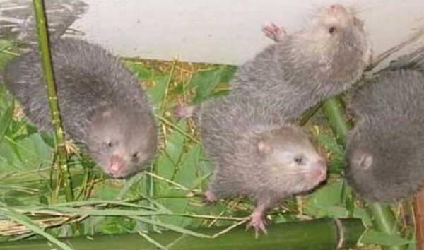 竹鼠常见疾病的防治方法_竹鼠养殖