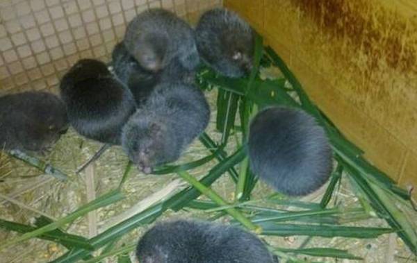 竹鼠断奶后不发情的处理措施_竹鼠养殖