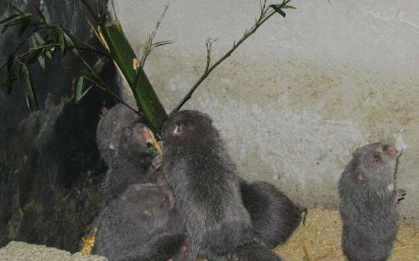 竹鼠断奶后不发情的处理措施_竹鼠养殖