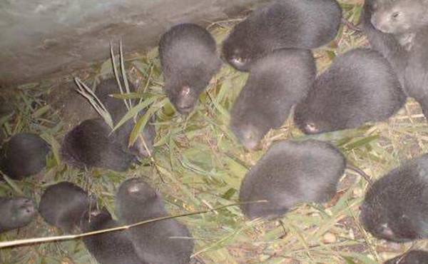 竹鼠断奶后不发情的处理措施_竹鼠养殖