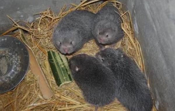 竹鼠便秘了怎么办,多吃蔬果少灌肠_竹鼠养殖