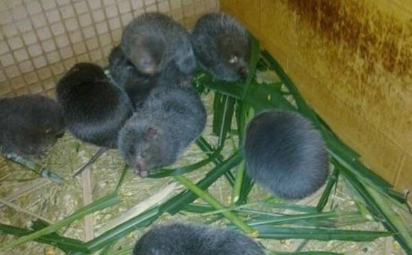 竹鼠便秘了怎么办,多吃蔬果少灌肠_竹鼠养殖