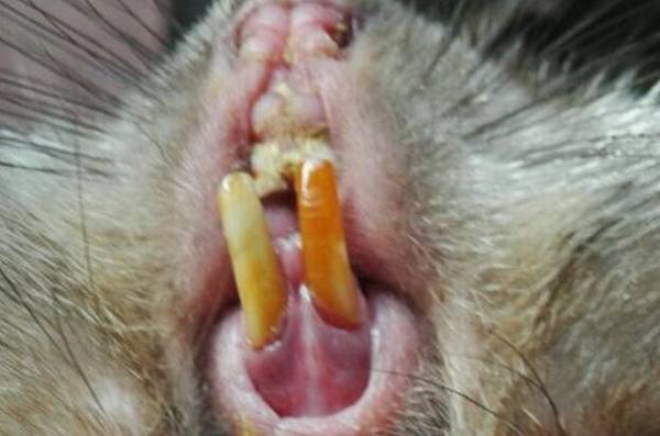 竹鼠牙齿过长怎么办,用钳子剪平并磨牙_竹鼠养殖