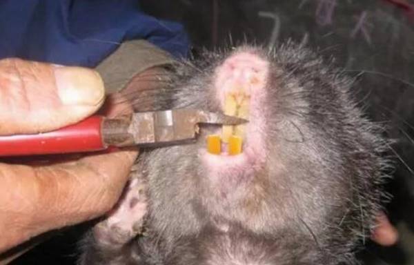 竹鼠牙齿过长怎么办,用钳子剪平并磨牙_竹鼠养殖