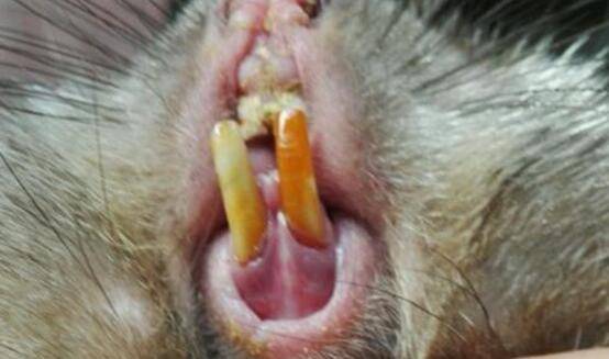 竹鼠牙齿过长怎么办,用钳子剪平并磨牙_竹鼠养殖