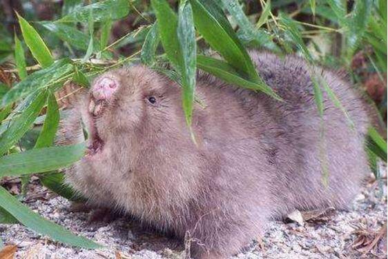 竹鼠出现白牙怎么办,多磨牙多补钙准没错_竹鼠养殖