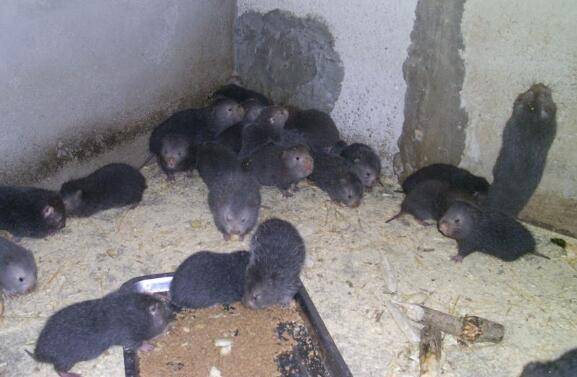 竹鼠产后不食的三大原因_竹鼠养殖