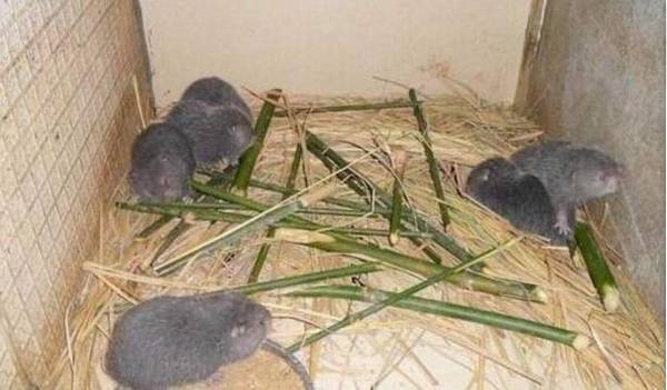 竹鼠产后不食的三大原因_竹鼠养殖