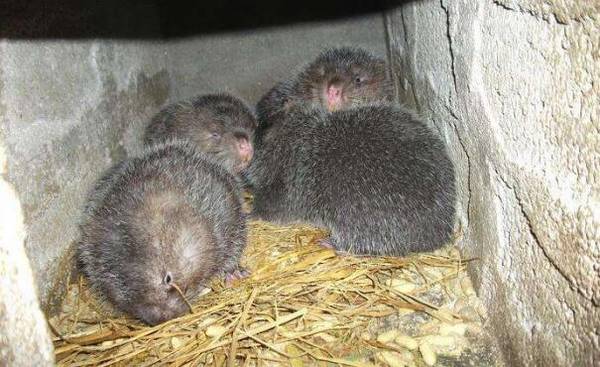 竹鼠球虫病的危害分析_竹鼠养殖