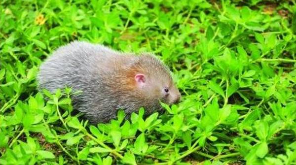 竹鼠得了口腔炎怎么办,找准病因防治效果好_竹鼠养殖