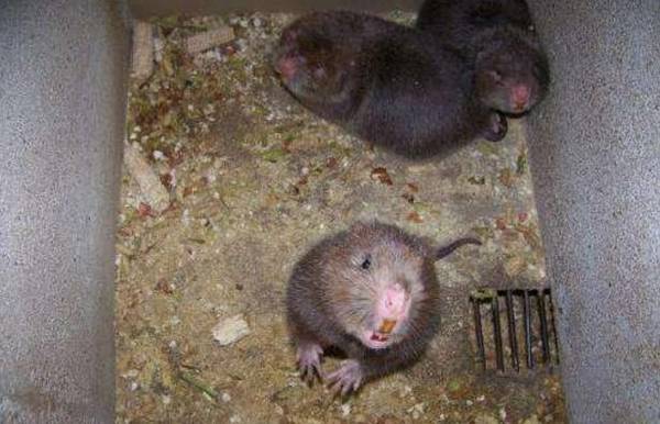 竹鼠得了口腔炎怎么办,找准病因防治效果好_竹鼠养殖