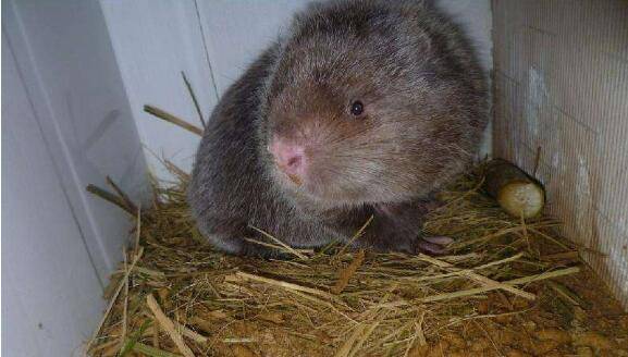 竹鼠得了腹水病怎么办,科学饲喂少得病_竹鼠养殖