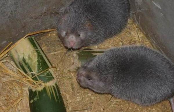 竹鼠得了腹水病怎么办,科学饲喂少得病_竹鼠养殖