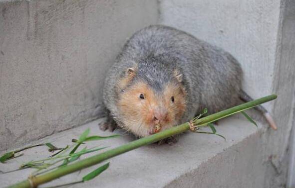 竹鼠得了腹水病怎么办,科学饲喂少得病_竹鼠养殖