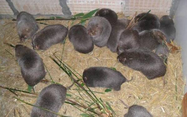 竹鼠流口水的常见原因分析_竹鼠养殖