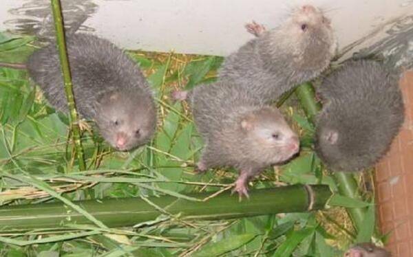 竹鼠流口水的常见原因分析_竹鼠养殖