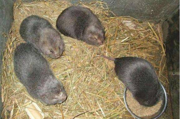 竹鼠流口水的症状,竹鼠流口水的治疗方法_竹鼠养殖