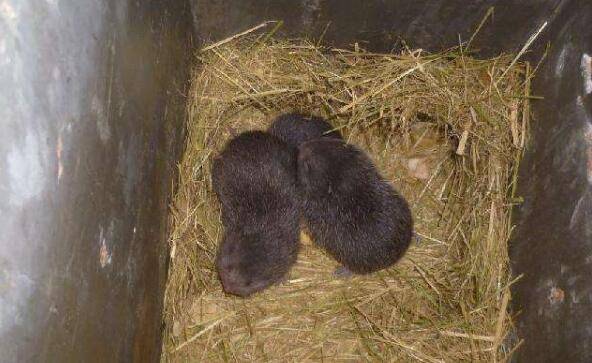竹鼠流口水的症状,竹鼠流口水的治疗方法_竹鼠养殖