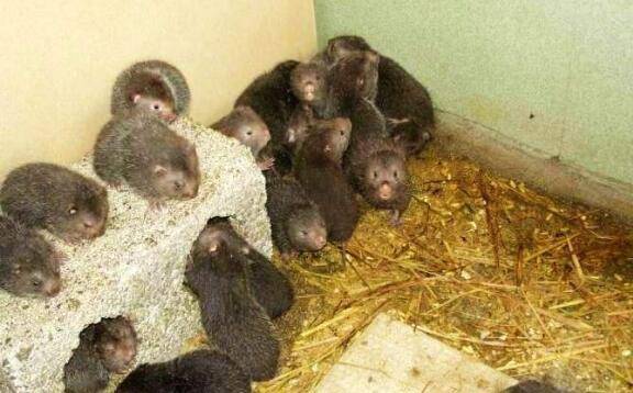 竹鼠流口水的症状,竹鼠流口水的治疗方法_竹鼠养殖