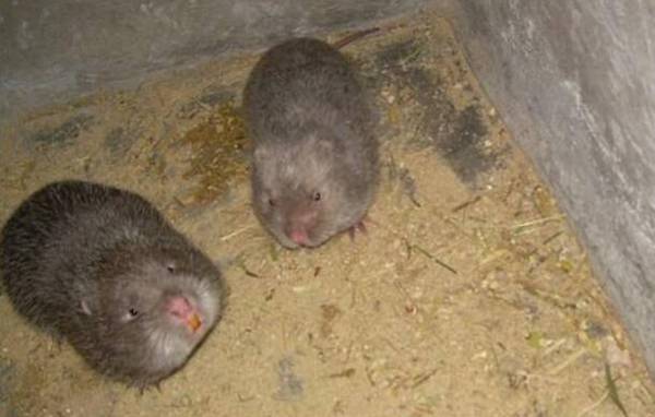 竹鼠口腔炎不用怕,清除溃疡早治早好_竹鼠养殖