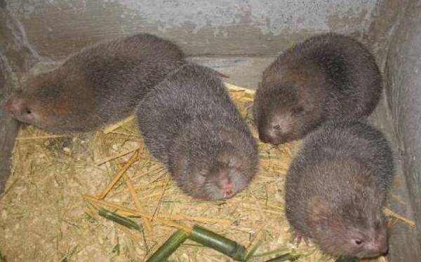竹鼠拉稀怎么办,竹鼠拉稀四大病因分析_竹鼠养殖