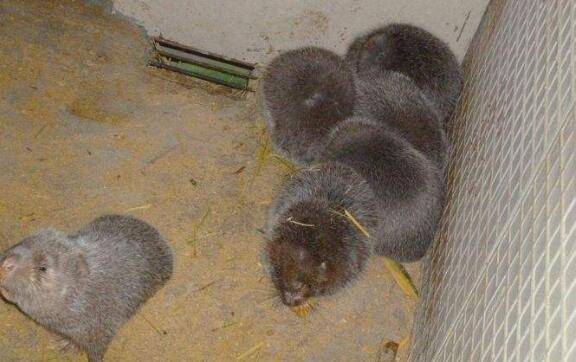 竹鼠拉稀的症状及治疗方法_竹鼠养殖