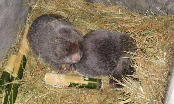 竹鼠拉稀的症状及治疗方法_竹鼠养殖