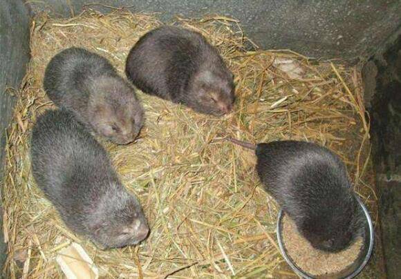 竹鼠养殖前景怎么样,前景不错,赚钱不难_竹鼠养殖