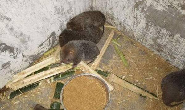 50对竹鼠种苗价格行情_竹鼠养殖