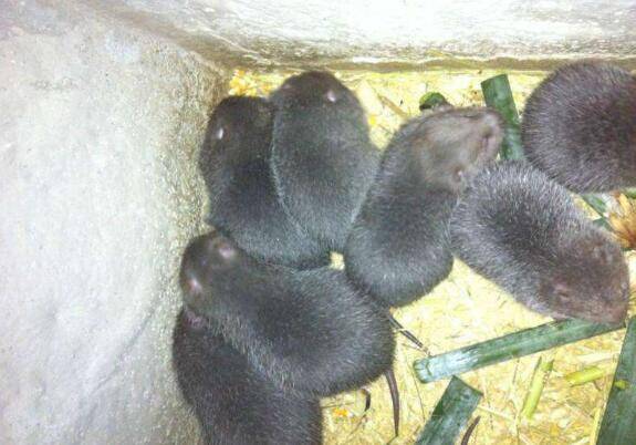 50对竹鼠种苗价格行情_竹鼠养殖