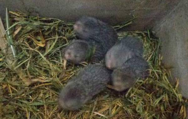 竹鼠种苗价格多少,2019年竹鼠价格行情一览_竹鼠养殖