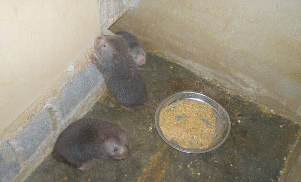 野生竹鼠价格多少钱一斤_竹鼠养殖