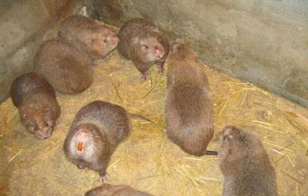 野生竹鼠价格多少钱一斤_竹鼠养殖