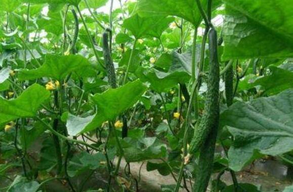 露地黄瓜的栽培方法详解_蔬菜种植
