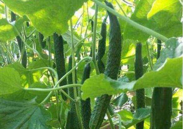 露地黄瓜的栽培方法详解_蔬菜种植