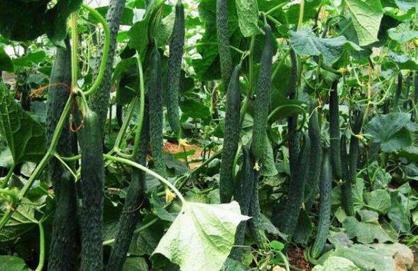 春黄瓜的定植时间详解_蔬菜种植