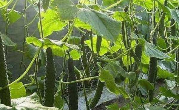 春黄瓜的定植时间详解_蔬菜种植